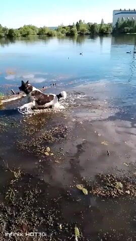 The video opens with a black and white dog splashing in the murky water of a pond. It is partially submerged, with its head and back visible. The dog appears to be retrieving or playing with something in the water. The foreground consists of mud and vegetation. The background reveals a calm lake with numerous ducks swimming on its surface. Trees and bushes line the far shore, under a bright, sunny sky. The video captures the dog's playful interaction with the water and the serene environment of the lake.