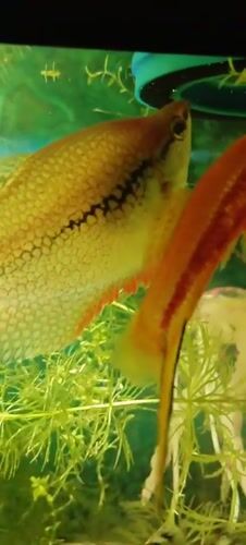 Two ornamental fish in a planted aquarium, Polatsk