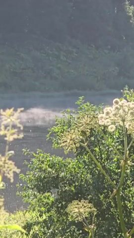 The video shows a close-up, slightly blurry view of plants in the foreground with a misty lake in the background. The plants appear to be wild herbs or flowers, with some fuzzy white seed heads. The lake is calm with a light fog or mist rising from its surface, creating a hazy and serene atmosphere. The background consists of a wooded hillside, mostly out of focus. The lighting suggests it is early morning or late evening, with soft, diffused light.