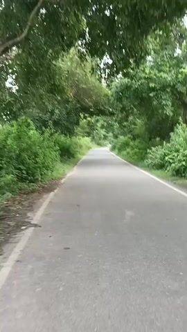 A paved road winds through a lush green forest. Trees with dense foliage form a canopy overhead, casting shadows on the asphalt. The road appears to be empty, with no vehicles or people visible. The scene conveys a sense of tranquility and natural beauty.