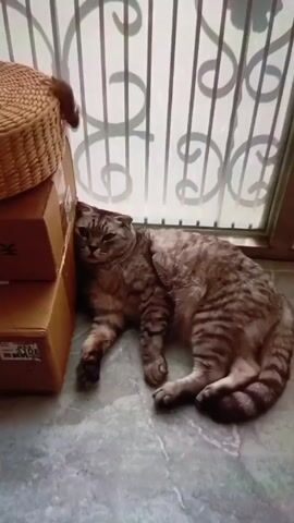 A tabby cat lies on a gray tile floor next to a stack of two brown cardboard boxes topped with a round, woven basket. The cat rests its head against the boxes. Behind the cat and boxes is a door with a wrought iron grate featuring a repeating spiral design.