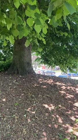 The video shows a large tree with a thick trunk and green leaves. The ground around the tree is covered in mulch. In the background, there are cars, buildings, and other trees. The scene appears to be a park or a residential area on a sunny day.