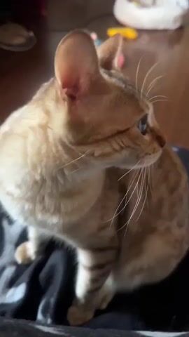This video shows a close-up of a ginger-colored cat. The cat has large green eyes and pointed ears. It is looking off to the side, and its mouth is closed. The background is blurred, but appears to be an indoor setting with wooden flooring and some toys. The cat's fur is spotted with darker brown markings.