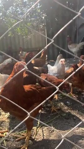 A group of chickens are in a fenced-in area outdoors. The chickens are of various colors including brown and white. Some are pecking at the ground. The fence is made of wire mesh and is in the foreground of the video, obscuring some of the chickens. The background shows greenery and a fence or wall. Sunlight is visible.