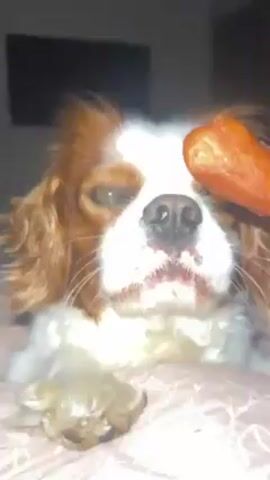 A brown and white Cavalier King Charles Spaniel lies on a light pink surface. A hand holds a brown and white bone-shaped treat up to the dog's face, close to its eye. A television is in the dark background.