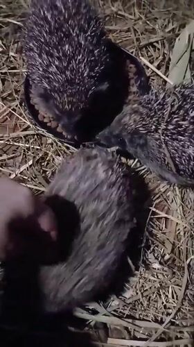 Three hedgehogs sharing a bowl of kibble in Chutove