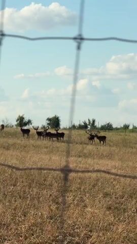 A herd of deer with antlers are grazing in a dry, grassy field under a partly cloudy blue sky. The camera is positioned behind a wire fence, which is visible in the foreground and out of focus. The deer are scattered across the field, with some gathered in small groups and others standing alone. The environment appears to be rural or a park. The video shows a static view of the deer for the duration of the clip.