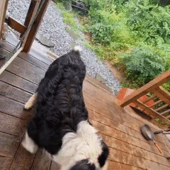 Lazy day at a rural Korean property with a dog and food
