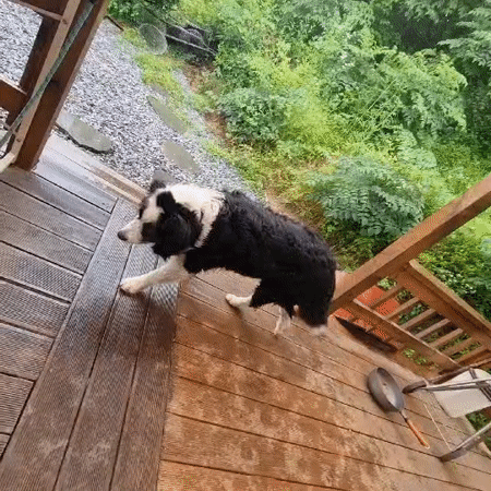 Lazy day at a rural Korean property with a dog and food