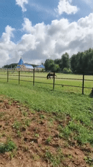 Morning scenes with pets and daily life in Chaikovsky