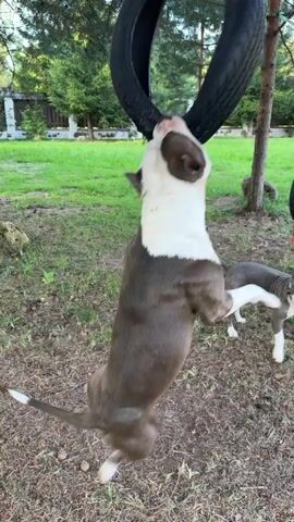 Two dogs are playing in a yard. One dog is hanging from a tire swing by its teeth. The other dog is standing below the swing, looking up at the first dog. The yard is grassy and there are trees in the background.