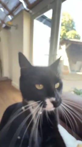 A black and white tuxedo cat with bright green eyes and long white whiskers is the primary subject of the video. The cat wears a light blue collar with a small silver bell. It is positioned indoors, possibly on a brown leather-like sofa or chair, with a white, soft object next to it.

The cat is filmed from a close-up, slightly low angle. It moves its head, sniffing and looking directly towards the camera, and stretches out one of its paws. Throughout the video, the cat purrs audibly, indicating contentment, and emits soft meows.

In the background, a large glass door or window offers a view of a sunny outdoor area. Beyond the glass, a garden or patio space is visible, featuring a wooden pergola or shed-like structure, some greenery, and outdoor furniture. The bright natural light streaming through the window suggests it is daytime. The setting appears to be a conservatory or a room with extensive glazing. The overall scene is peaceful, showing a relaxed cat enjoying its indoor environment with a view to the outside, in Hitchin, United Kingdom.