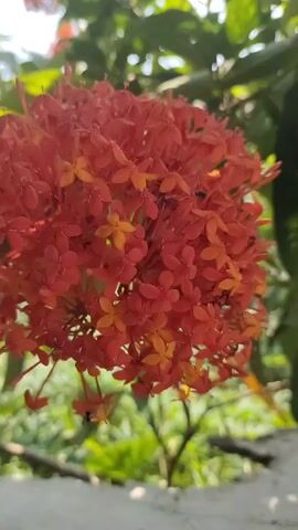 A close-up shot of a cluster of bright orange and red Ixora flowers, also known as jungle flame or flame-of-the-woods, shows intricate details of the individual blossoms against a blurred green foliage background. The flowers are densely packed, forming a spherical bloom. Sunlight highlights the delicate petals and suggests a warm outdoor setting. A small insect can be seen near the bottom right of the flower cluster.