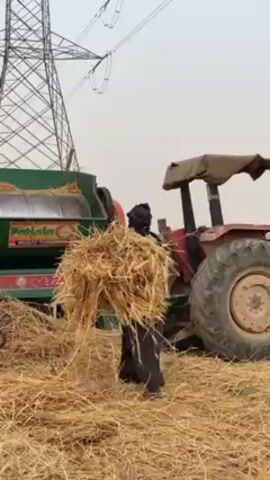 In a rural agricultural field in Alaqadari Daman, Afghanistan, several men are engaged in threshing straw. The scene is dominated by a large green agricultural machine, likely a thresher or chopper, positioned towards the left. The machine has "Patiala" prominently displayed on its side in white letters on a red background, with "Great Thresher" visible beneath it. Additional text in an unidentifiable local script is also present.

A red tractor is partially visible on the right, suggesting it's powering the thresher or is nearby. The ground is covered in dry, golden straw.

Throughout the video, men are actively involved in the laborious process. One man, dressed in a dark outfit (possibly a burqa or similar traditional garment), carries a large bundle of straw towards the thresher. Another man, wearing a light brown jacket and white shalwar kameez, feeds bundles of straw into the operational machine. A third man in a light pink/brown outfit also feeds straw. Other individuals are visible in the background, some seated or resting.

The sky appears overcast or hazy, providing diffused daylight. Towering over the scene are two large metal electricity pylons, indicating the presence of power lines in the area. The activity is loud, with the thresher generating a continuous mechanical noise. The overall impression is one of demanding farm work in an agricultural setting.