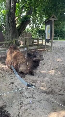 A camel lies on sandy ground. Its head is turned to the right. A person's hand is visible in the lower left corner, holding a gray hose with a black connector. The hose is directed towards the camel. In the background, a wooden fence with woven sections is visible. A tree trunk stands to the left of the camel. A white sign with a map-like illustration is mounted on a wooden post to the right. The ground is covered in sand and dirt. The environment appears to be outdoors, possibly a zoo or wildlife enclosure.