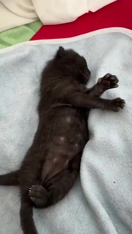 A tiny black kitten is lying on its back on a light blue blanket. The kitten's belly is exposed, revealing multiple light-colored spots. Its paws are splayed outwards. A person's finger enters the frame from the bottom left and gently pokes the kitten's belly. In response, the kitten curls its body and lifts its hind legs. Another poke to its belly causes the kitten to roll onto its side and tuck its legs towards its chest, with its head resting on its front paws. The background shows a white and red striped fabric.