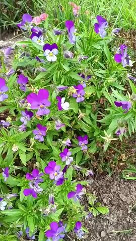 The video shows a close-up, static shot of a cluster of vibrant purple and white pansy flowers. The flowers are in bloom and are surrounded by lush green foliage. The background is slightly blurred, with hints of brown soil and more green grass. The lighting is natural, suggesting an outdoor setting, likely a garden. There are no people or animals visible in the video. The focus is entirely on the delicate beauty of the flowers.