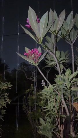 A medium shot shows a tropical garden in the rain at night. A plumeria bush with pink blossoms and light green, teardrop-shaped leaves is the most prominent feature of the shot. Other greenery is visible surrounding the bush. The background is dark, and rain falls steadily in long, straight lines, blurring the garden scene in the distance.