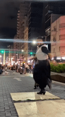 Street performers entertain crowds in Buenos Aires nighttime shows