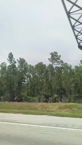 The video shows a view from a vehicle moving on a road, with a line of trees in the background. The trees are mostly tall pines with some undergrowth. The sky is overcast. The road appears to be a highway with multiple lanes. There are no people or animals visible in the video.