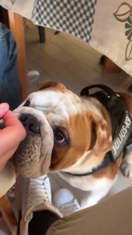 A bulldog wearing a black harness looks up expectantly at a person in a light-colored chair. The person in the chair is wearing khaki-colored pants and white sneakers and has one leg on the floor and the other crossed. The person reaches down to pet the dog. Another person in blue jeans is sitting next to the chair. A checkered tablecloth can be seen on a table. The floor is wood.