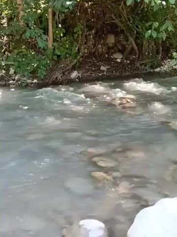 A video displays a shallow, rocky river with clear, flowing water. The riverbank is visible on the right, covered in light-colored stones and pebbles. Lush green foliage, including trees and bushes, lines the left bank and upper portion of the scene. The water is disturbed by the flow, creating ripples and showing submerged rocks.