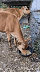 Rural cattle feeding and landscape scenes documented in India