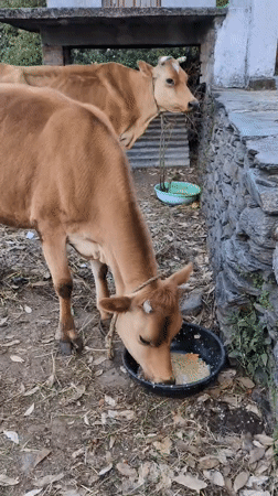 Rural cattle feeding and landscape scenes documented in India
