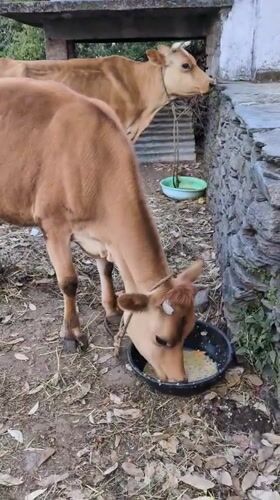 Rural cattle feeding and landscape scenes documented in India