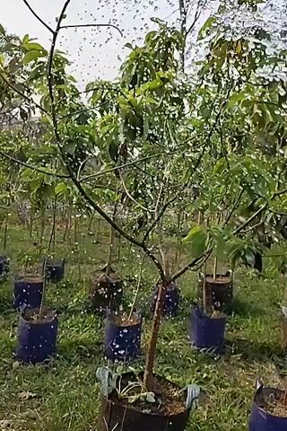 A video shows a close-up of a young tree in a nursery. The tree is in a dark fabric pot, and there are other trees in similar pots in the background. The trees are in rows, and the ground is covered with grass and some dry leaves. The background shows more trees and foliage. The video captures the water being sprayed onto the trees.