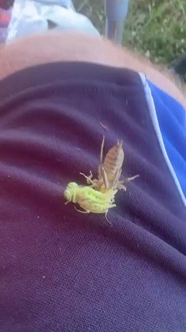 The video shows a close-up view of a person's lap, covered by dark purple fabric, likely shorts. On the fabric, there is a light green insect, possibly a dragonfly nymph, and a brown, translucent exoskeleton, likely shed by the insect. A person's finger and thumb are seen gently touching and moving the insect and exoskeleton, appearing to examine them. The background is blurred but suggests an outdoor setting with green grass and possibly some white fabric.