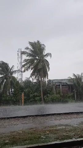 This is a video taken from a slightly elevated perspective, looking across a wet, dark asphalt road, toward a row of trees and vegetation. Two tall palm trees, their fronds swaying in what appears to be a strong wind, are prominent in the center and left of the frame. Behind the palm trees, a tall, metallic tower, possibly a cell tower, rises into the overcast, grey sky. To the right of the palm trees and slightly further back, a rustic, open-sided structure with a corrugated metal roof is visible. The road surface is wet and shiny, with visible spray of water kicked up by the wind or the falling rain. The overall impression is of a tropical environment experiencing heavy rain and wind.