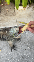 Cape Coral resident feeds, handles iguanas and green snakes