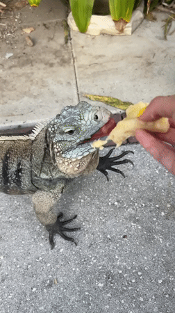 Cape Coral resident feeds, handles iguanas and green snakes