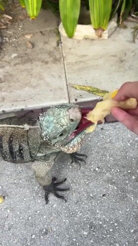 Cape Coral resident feeds, handles iguanas and green snakes