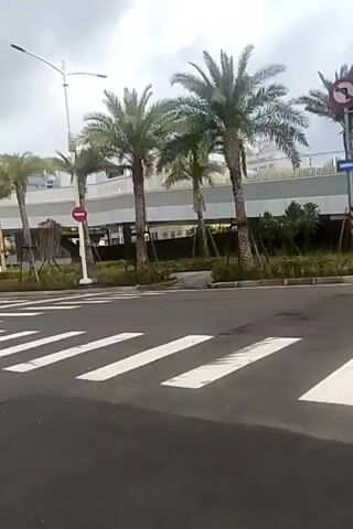 The video captures a roadside scene with several palm trees lining a sidewalk. A pedestrian crossing is visible in the foreground. Traffic signals are present, with one showing a green arrow pointing left and another showing a green light for straight traffic. A red circular sign with a horizontal bar is mounted above the traffic signal with the green arrow. The sky is overcast. The video appears to be filmed from a moving vehicle.