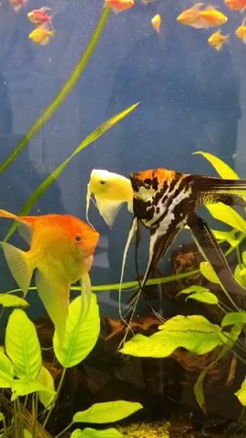 The video shows an aquarium with several fish. In the foreground, there are two angelfish. One is orange and the other is black and white with orange markings. There is also a white fish with long fins, possibly a betta or a gourami, swimming between them. In the background, a school of small, bright orange and yellow fish are swimming near the surface. The aquarium has green plants and a rocky substrate. The water appears clear. Bubbles are visible rising from an unseen source. The lighting is bright, illuminating the fish and plants.