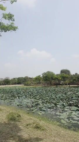 The video shows a pond covered with lotus pads, with a large structure in the background. The structure is tall and conical in shape, possibly a stupa or ancient temple. Trees line the perimeter of the pond behind the lotus pads. The sky is overcast with light clouds. The foreground consists of a grassy area.
