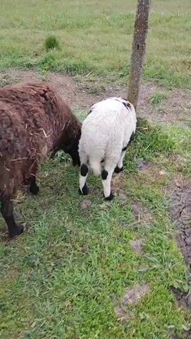 Two sheep stand near a fence in a grassy field. One is brown and one is white with black markings. The white sheep is standing near the wooden fence post and eating the grass near it. The brown sheep is eating grass nearby. The ground around the fence post is cracked.