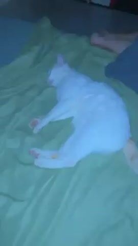 The video shows a white cat with a ginger tail sleeping on a green bed. Someone's feet are visible near the top right of the frame, suggesting a person is also on the bed. The camera zooms in on the cat, which is lying on its side with its legs sprawled out. A hand then appears and gently touches the cat's paw. The cat is relaxed and does not wake up. The overall scene is domestic and peaceful.