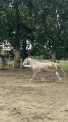 Horses exercise and graze at Belgian facility Sunday morning