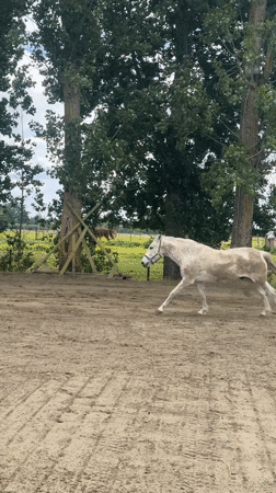 Horses exercise and graze at Belgian facility Sunday morning