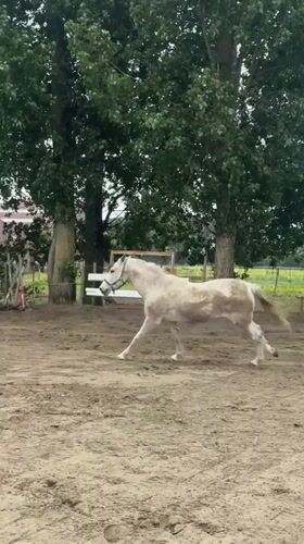 Horses exercise and graze at Belgian facility Sunday morning