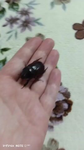 A person's left hand holds a dark brown beetle. The beetle is on the palm of the hand, and its legs are visible. The background is a light-colored blanket with a floral pattern. The video is shaky, indicating movement.