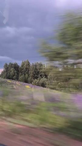 The video shows a view from a moving vehicle, driving past a field of purple flowers. There are trees behind the field and a cloudy sky above. Power lines are visible in the sky. The camera is focused on the landscape passing by, which appears blurred due to the motion of the vehicle.