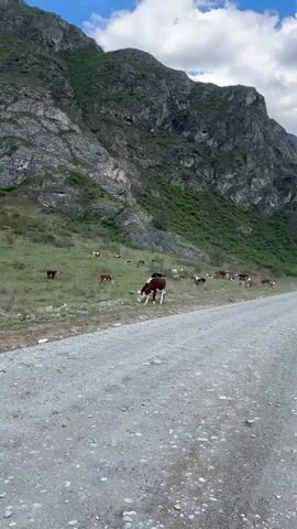 The video shows a rural landscape with a dirt road in the foreground. A herd of cattle is grazing on a grassy hillside to the left of the road. The hillside rises into a steep, rocky mountain covered with patches of green vegetation. The sky is blue with scattered white clouds. The camera appears to be moving slightly.