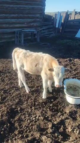 A pale calf stands in a muddy enclosure. To the right, a white bowl contains murky liquid. Behind the calf, a wooden building with horizontal logs is visible, along with a rough wooden fence and a blue sky.