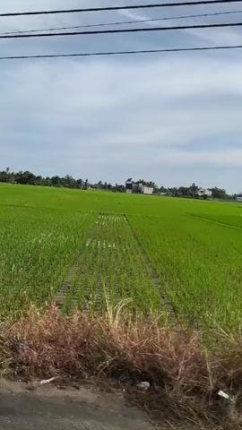 The video, recorded from a moving vehicle, shows a rural landscape. Initially, a vast expanse of green rice fields dominates the view, with power lines overhead.  As the vehicle progresses, a few trees and simple structures appear along the side of the road, bordering the fields. Eventually, the vehicle passes in front of a commercial building with the name "HUBEN" prominently displayed.  The ground is mostly gravel and dirt.