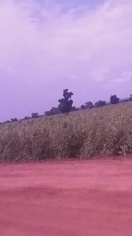 A video captured from a moving vehicle shows a rural landscape. The foreground is dominated by a dirt road with a reddish hue. Beyond the road, there is a field of crops, likely corn, with tall green stalks reaching upwards. The field slopes gently uphill. In the background, several trees are scattered across the horizon. The sky above is a soft purple, with white clouds drifting across it. The overall impression is of a serene and open countryside, possibly during the late afternoon or early evening given the color of the sky.