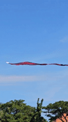 Traditional Balinese kites fly over Denpasar morning skies